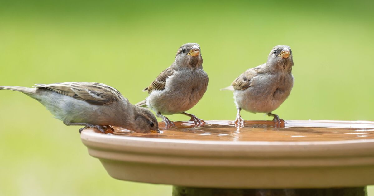 Les gens sont invités à accomplir une tâche simple chaque jour en juillet pour assurer la sécurité des oiseaux