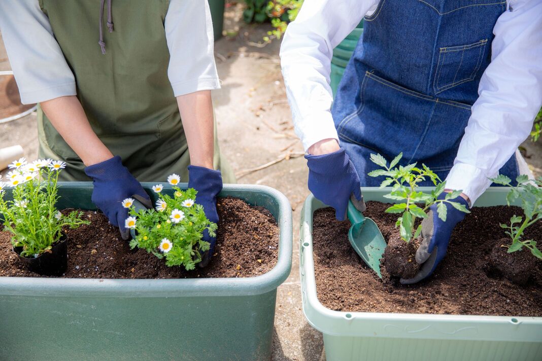 Jardinage : gros plan des mains plantant un semis ; un homme et une femme profitant d’un potager domestique. Jardinage : gros plan des mains plantant un semis ; un homme et une femme profitant d’un potager domestique.