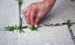 « Arrêtez toutes les mauvaises herbes » avec un article B&M à 4 € qui aide à résoudre les problèmes courants du jardin