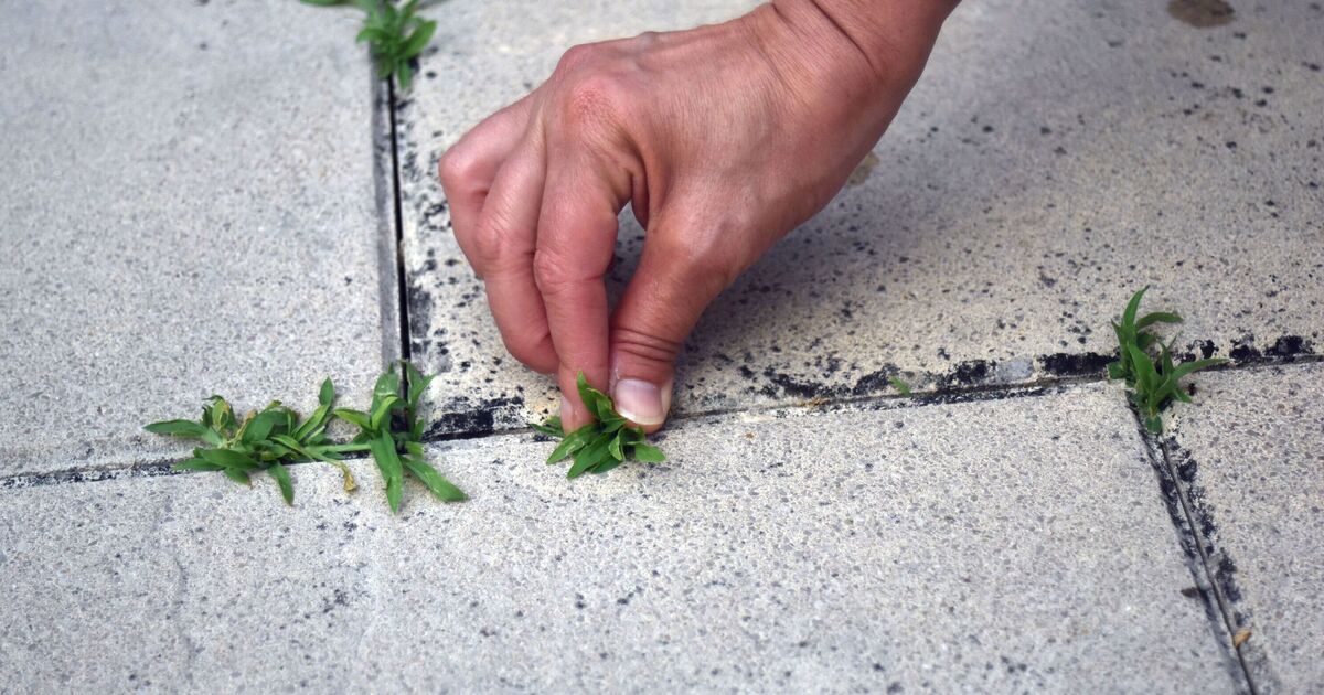 « Arrêtez toutes les mauvaises herbes » avec un article B&M à 4 £ qui aide à résoudre les problèmes courants du jardin