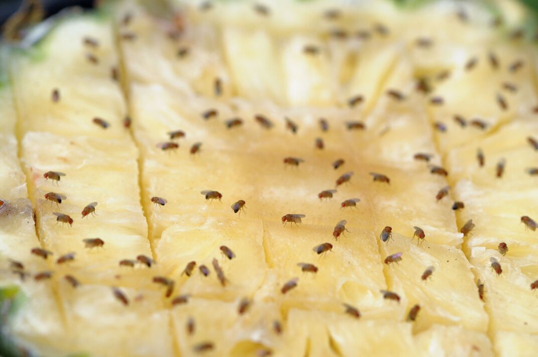 Papillons et mouches des fruits se nourrissant d'ananas