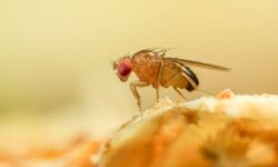 Arrêtez les mouches des fruits cet été avec un simple article d&rsquo;une pièce qui « fonctionne à chaque fois »