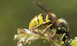 Les guêpes resteront à l&rsquo;écart si vous ajoutez 1 objet inattendu au jardin en juillet