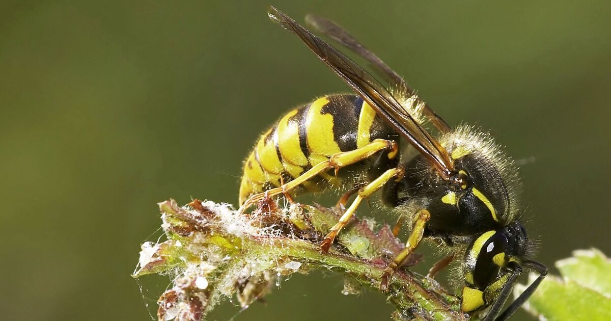 Les guêpes resteront à l'écart si vous ajoutez 1 objet inattendu au jardin en juillet