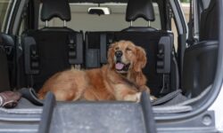 Les 5 meilleurs SUV familiaux pour les propriétaires de chiens en 2026 – et combien vous pouvez économiser sur les offres