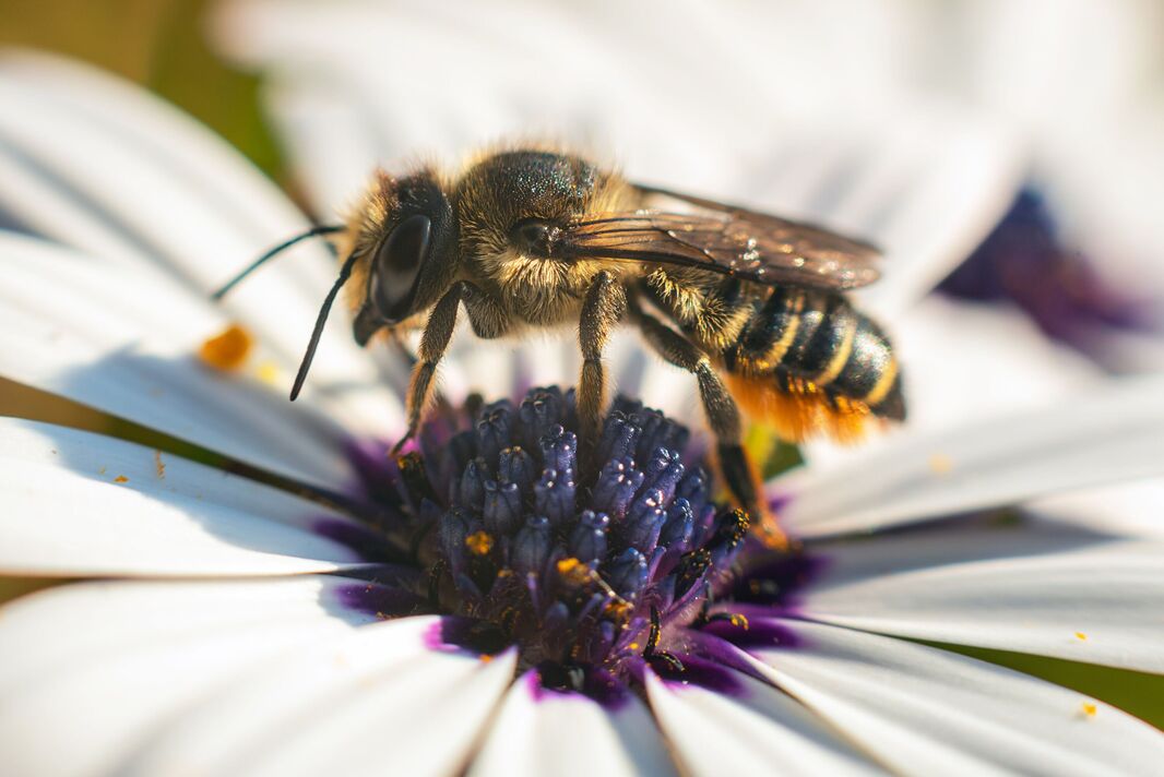 Abeille sur un gros plan de fleur de marguerite Abeille sur un gros plan de fleur de marguerite