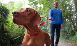Les propriétaires de chiens doivent « garder leur carte bancaire dans leur poche » lors de toutes les promenades estivales