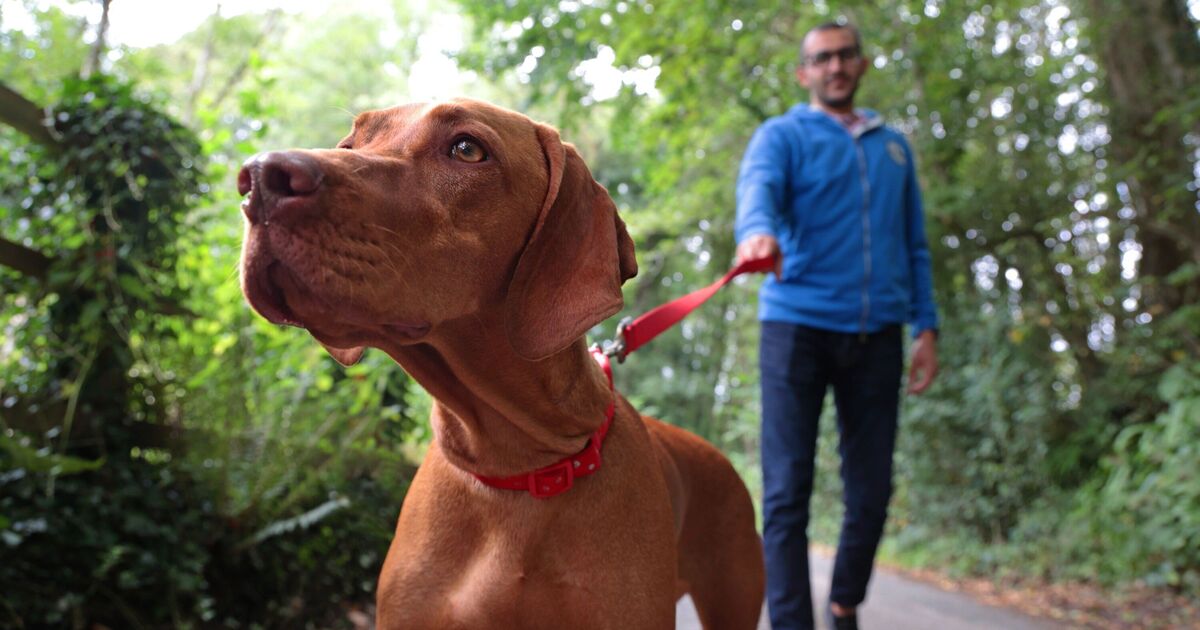 Les propriétaires de chiens doivent "garder leur carte bancaire dans leur poche" lors de toutes les promenades estivales