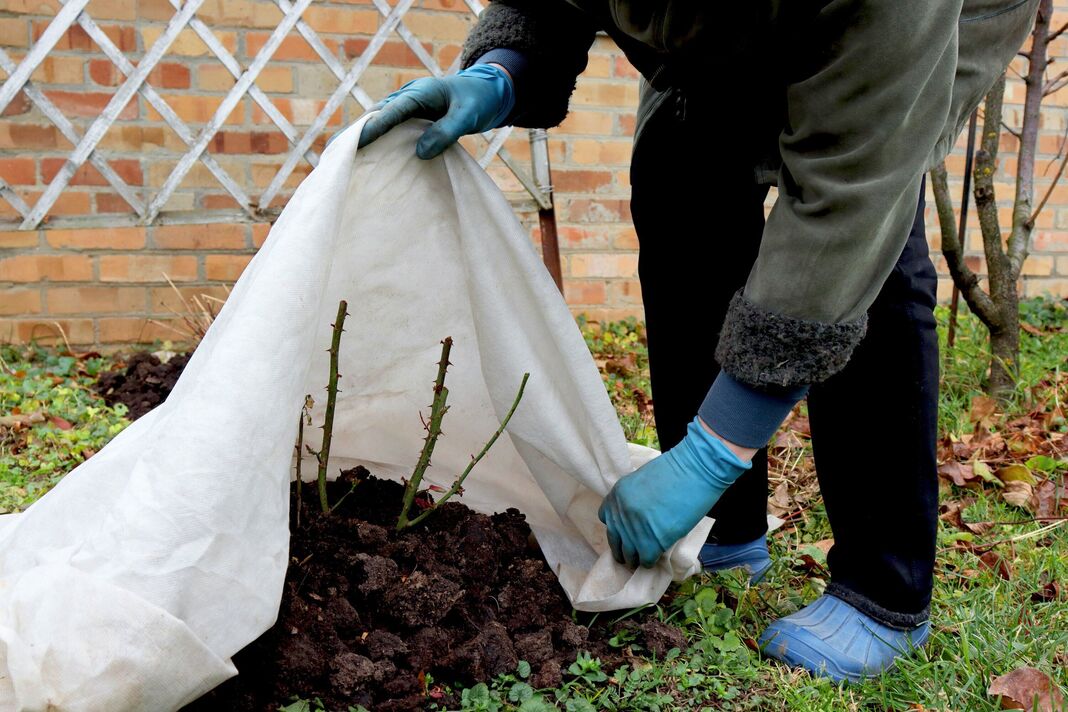 Abritez les roses pour l'hiver. Protection contre le gel pour les plantes de jardin. Travaux de jardinage d'automne. Mains gantées Abritez les roses pour l'hiver. Protection contre le gel pour les plantes de jardin. Travaux de jardinage d'automne. Mains gantées