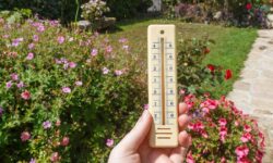 Les plantes seront protégées pendant la canicule si vous les recouvrez d&rsquo;un objet peu commun