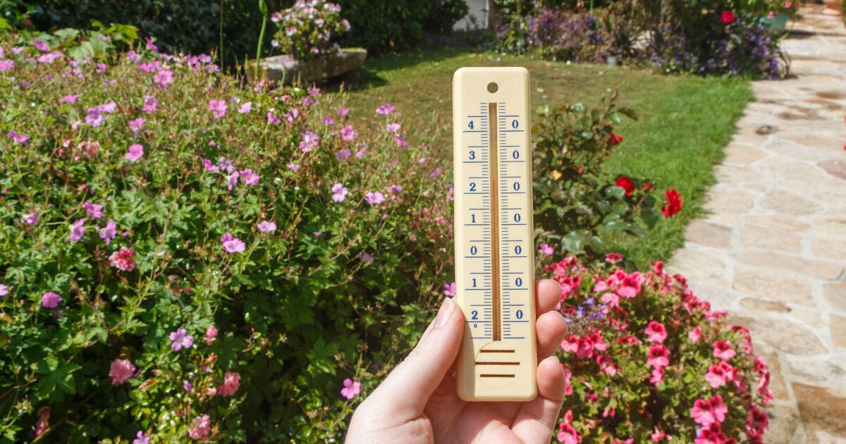 Les plantes seront protégées pendant la canicule si vous les recouvrez d'un objet peu commun