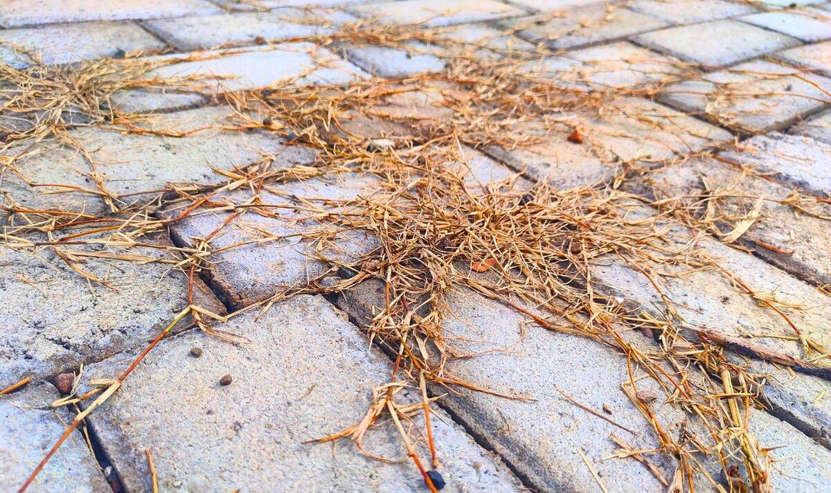 Photo de mauvaises herbes mortes jaunies sur une terrasse