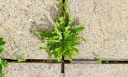 Tuez définitivement les mauvaises herbes de la terrasse en versant 1 produit naturel – mieux que le vinaigre ou le sel