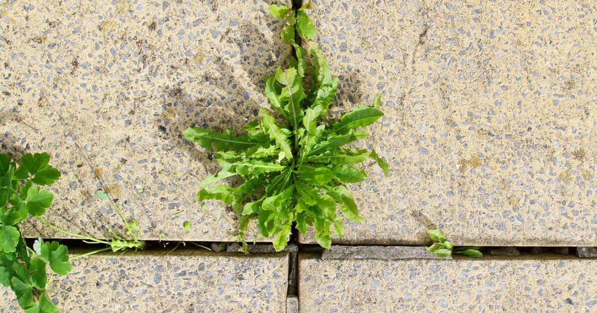 Tuez définitivement les mauvaises herbes de la terrasse en versant 1 produit naturel – mieux que le vinaigre ou le sel