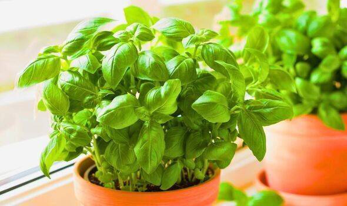 Le basilic produira de plus grandes feuilles si une tâche de 5 secondes est effectuée une fois par semaine Le basilic produira de plus grandes feuilles si une tâche de 5 secondes est effectuée une fois par semaine