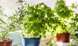 Le basilic produira des feuilles plus grosses et plus savoureuses si une tâche simple est effectuée chaque semaine