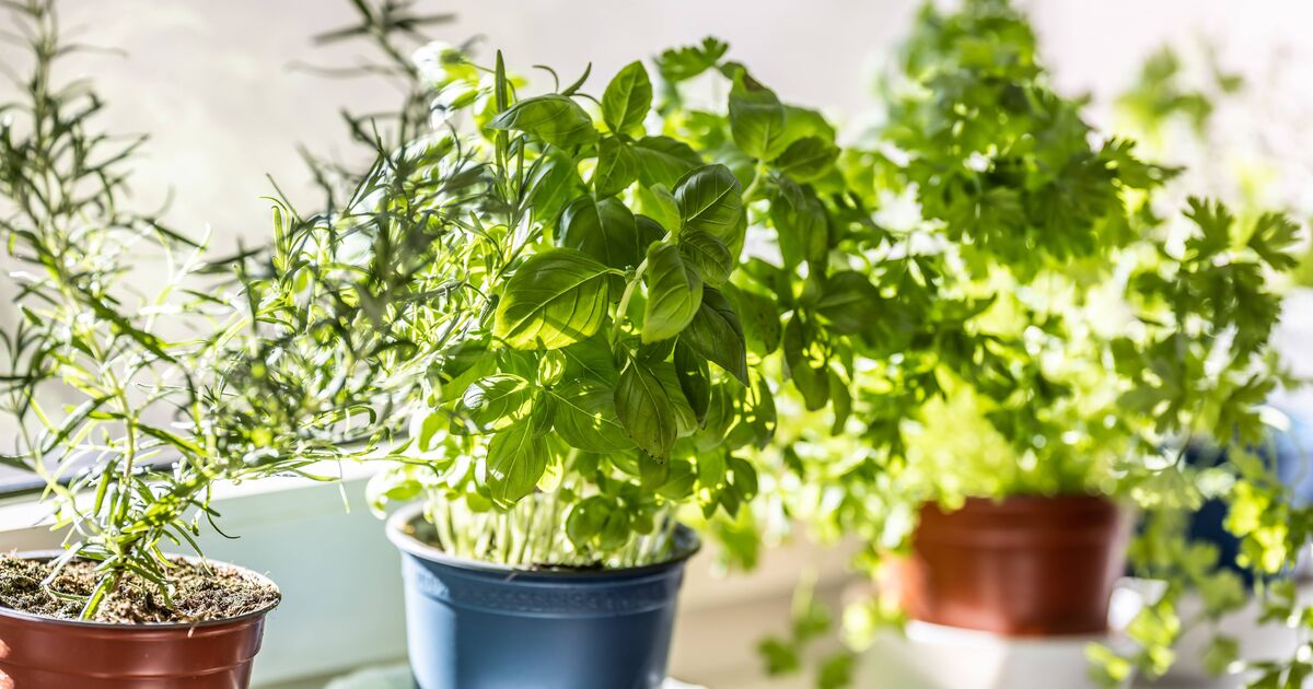 Le basilic produira des feuilles plus grosses et plus savoureuses si une tâche simple est effectuée chaque semaine