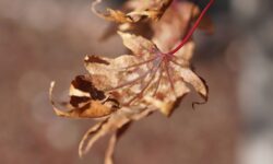 Les érables japonais prospéreront sous la chaleur lorsqu&rsquo;un élément naturel est ajouté au sol