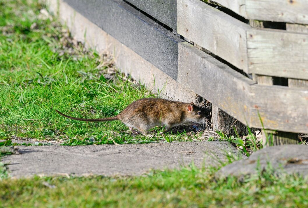 Un rat surmulot court sous une terrasse Un rat surmulot court sous une terrasse