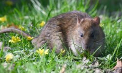 Éloignez les rats des jardins sans dépenser un centime en 3 étapes simples