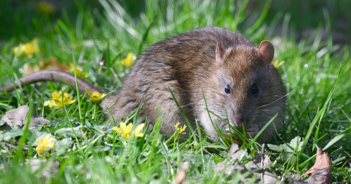 Éloignez les rats des jardins sans dépenser un centime en 3 étapes simples