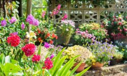 Les fleurs resteront épanouies tout l’été si les jardiniers accomplissent 3 tâches essentielles dès maintenant