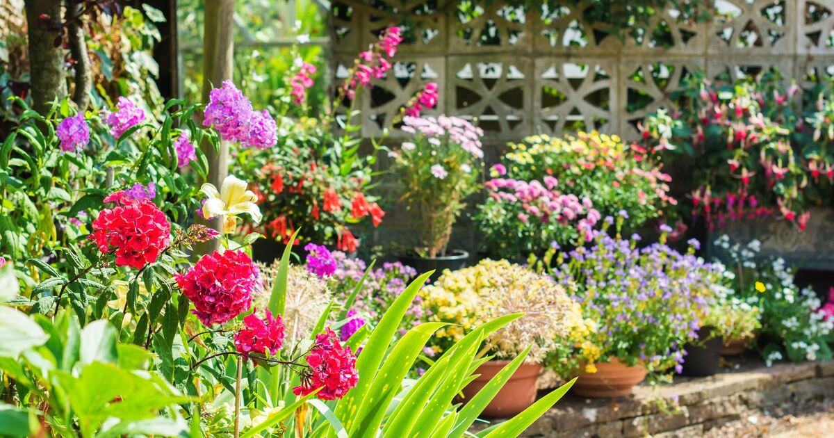Les fleurs resteront épanouies tout l’été si les jardiniers accomplissent 3 tâches essentielles dès maintenant