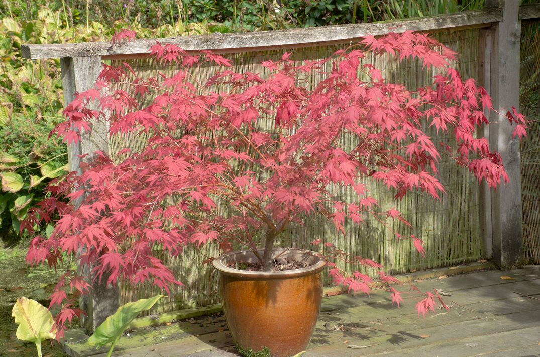 Acer rouge dans un pot en argile Acer rouge dans un pot en argile
