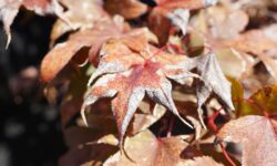 Les érables japonais ne deviendront pas « croustillants » en été si les jardiniers effectuent 3 tâches clés