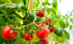 Les plants de tomates « pousseront plus vite » et produiront des fruits plus gros si vous ajoutez 1 reste de nourriture au sol