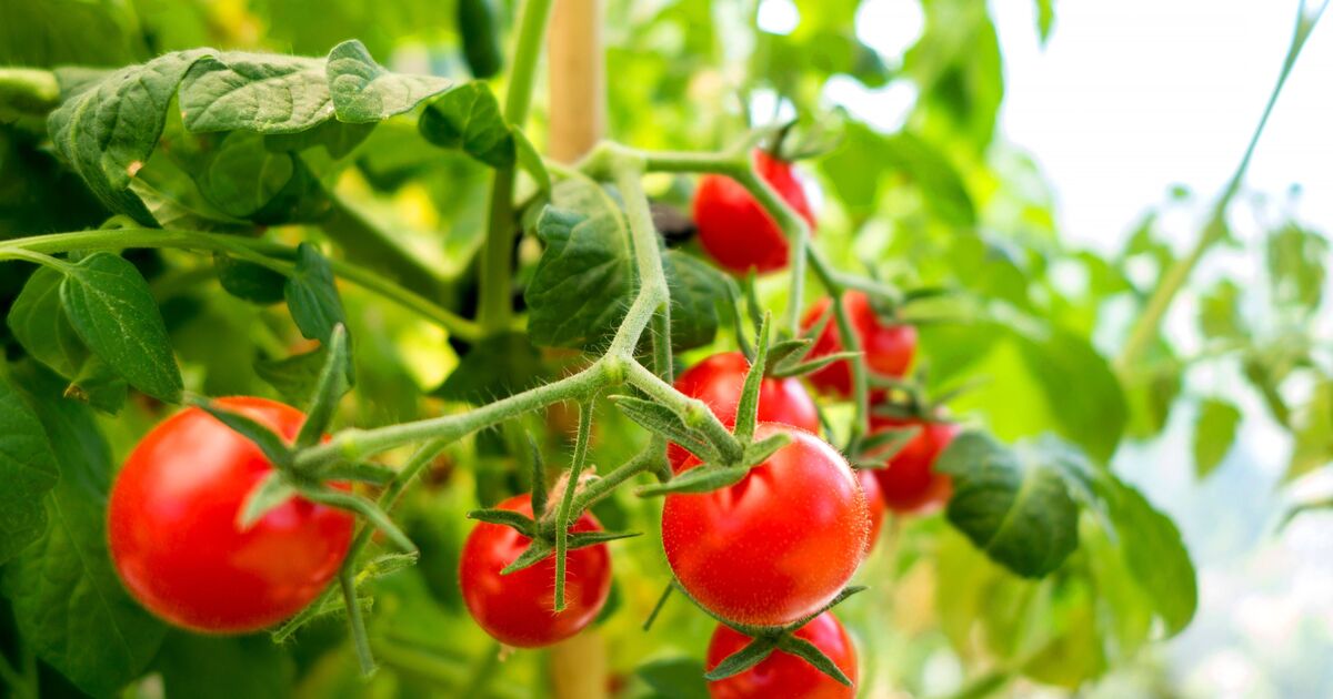 Les plants de tomates « pousseront plus vite » et produiront des fruits plus gros si vous ajoutez 1 reste de nourriture au sol