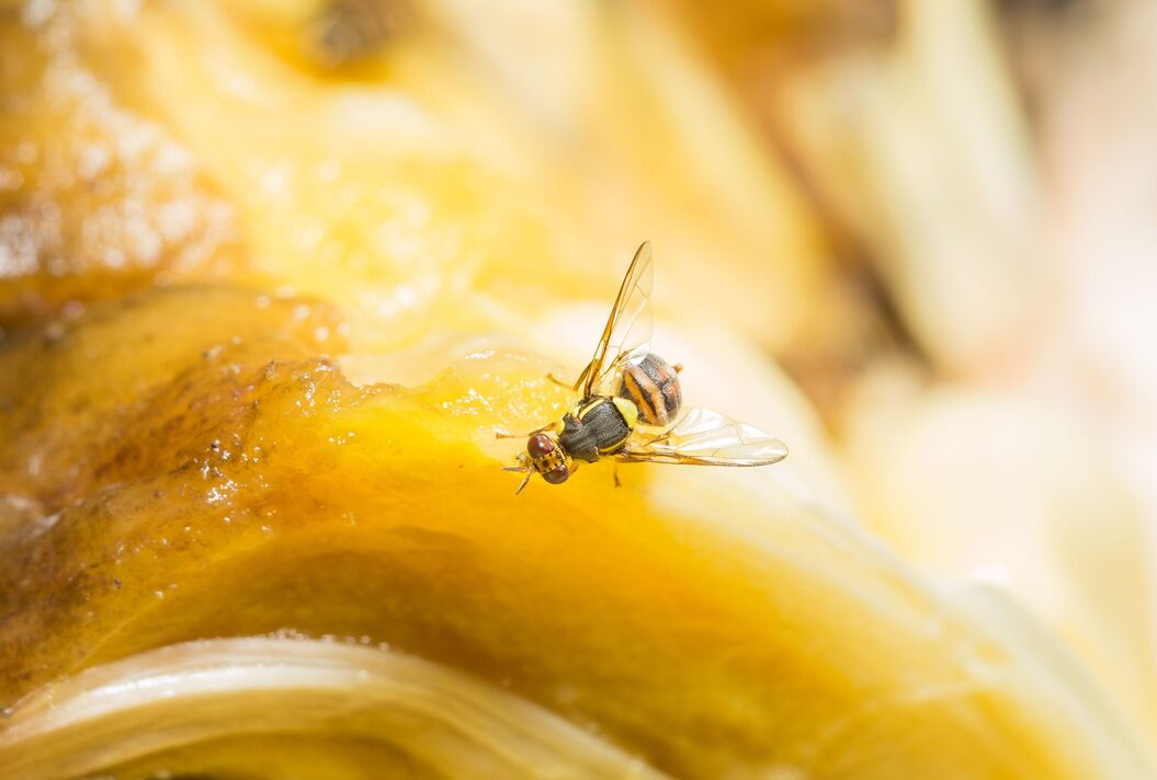 mouche des fruits mouche des fruits