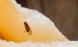 Empêchez les mouches des fruits d&rsquo;entrer dans les cuisines avec une méthode de bricolage facile à 1,48 €