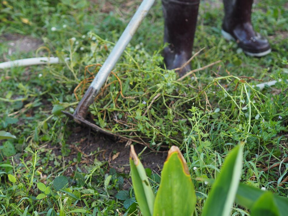 Une femme en bottes utilise une houe pour creuser le sol et planter des arbres Une femme en bottes utilise une houe pour creuser le sol et planter des arbres