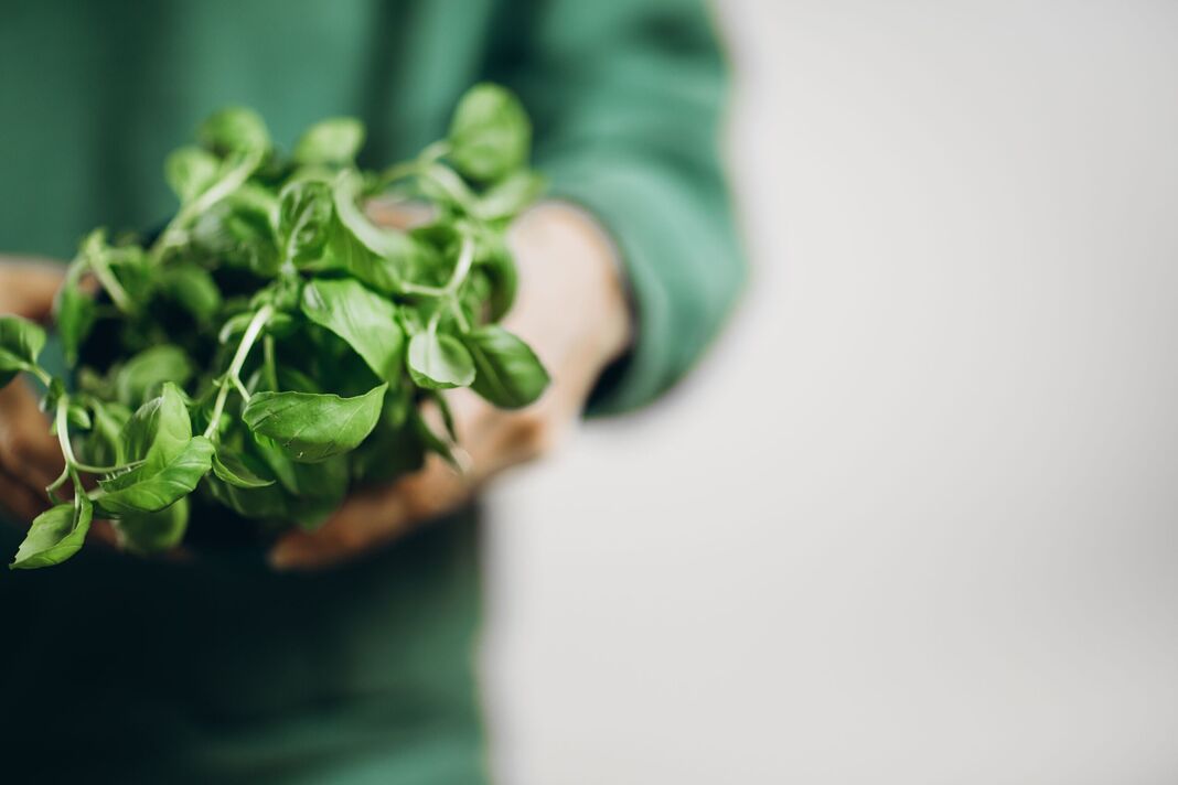 Un tas de légumes verts dans les mains. Un tas de légumes verts dans les mains.