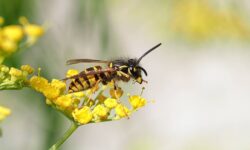 Les guêpes fuiront les jardins si vous utilisez un spray naturel « écrasant » à 3 ingrédients