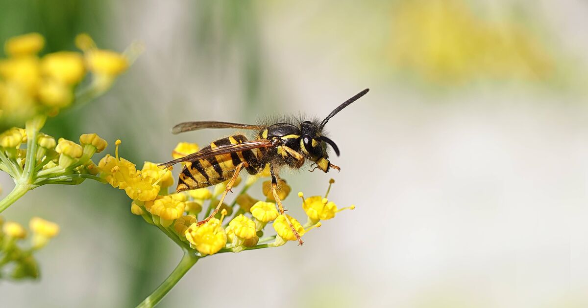 Les guêpes fuiront les jardins si vous utilisez un spray naturel « écrasant » à 3 ingrédients