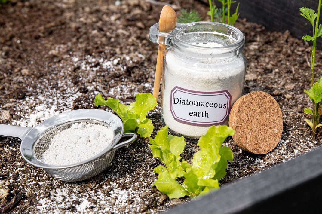 Poudre de terre de diatomées (Kieselgur) en pot pour insectifuge biologique non toxique. Utilisation de diatomite dans le concept de lutte antiparasitaire du jardin.
