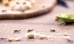 Débarrassez-vous des fourmis en abandonnant le vinaigre pour 1 élément naturel utilisé par la lutte antiparasitaire