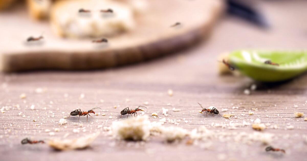 Débarrassez-vous des fourmis en abandonnant le vinaigre pour 1 élément naturel utilisé par la lutte antiparasitaire