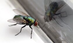 Les mouches fuiront les maisons si vous effectuez une tâche de cuisine rapide de 5 minutes en été