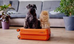 Hôtels acceptant les animaux en Catalogne : voyagez avec votre animal de compagnie et profitez de vacances en famille dans une ville catalane