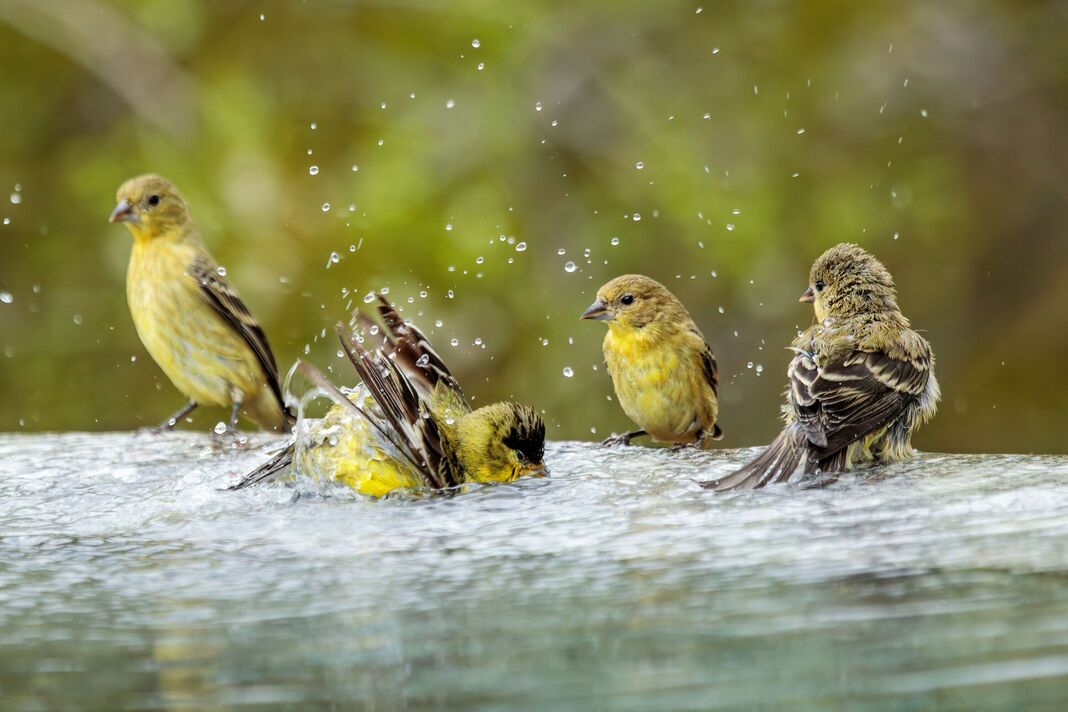 Petits Chardonnerets se baignant