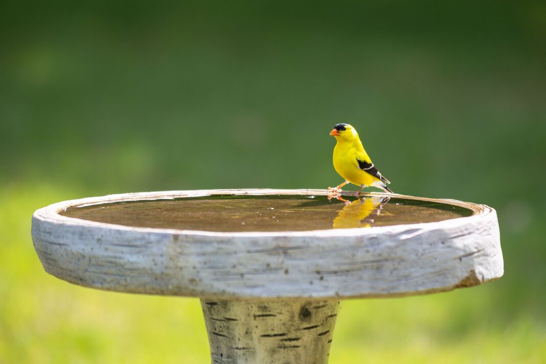 Chardonneret jaune
