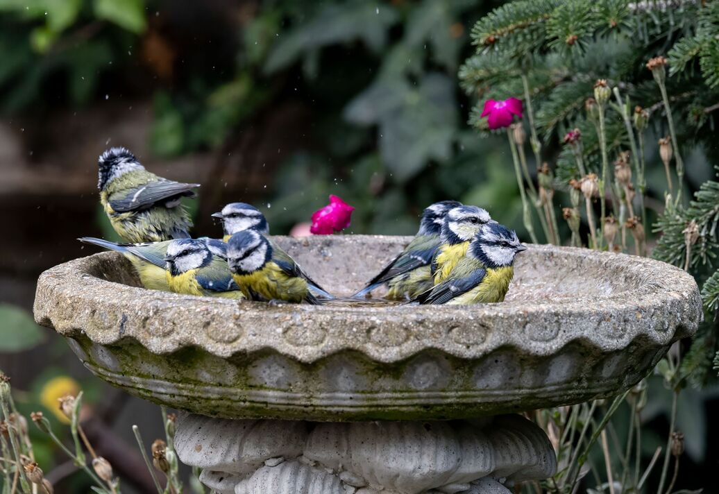 Mésanges bleues se baignant dans un bain d'oiseaux en pierre.