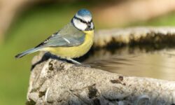 Attirez les chardonnerets et les mésanges bleues dans les bains d&rsquo;oiseaux en obtenant les bons détails clés