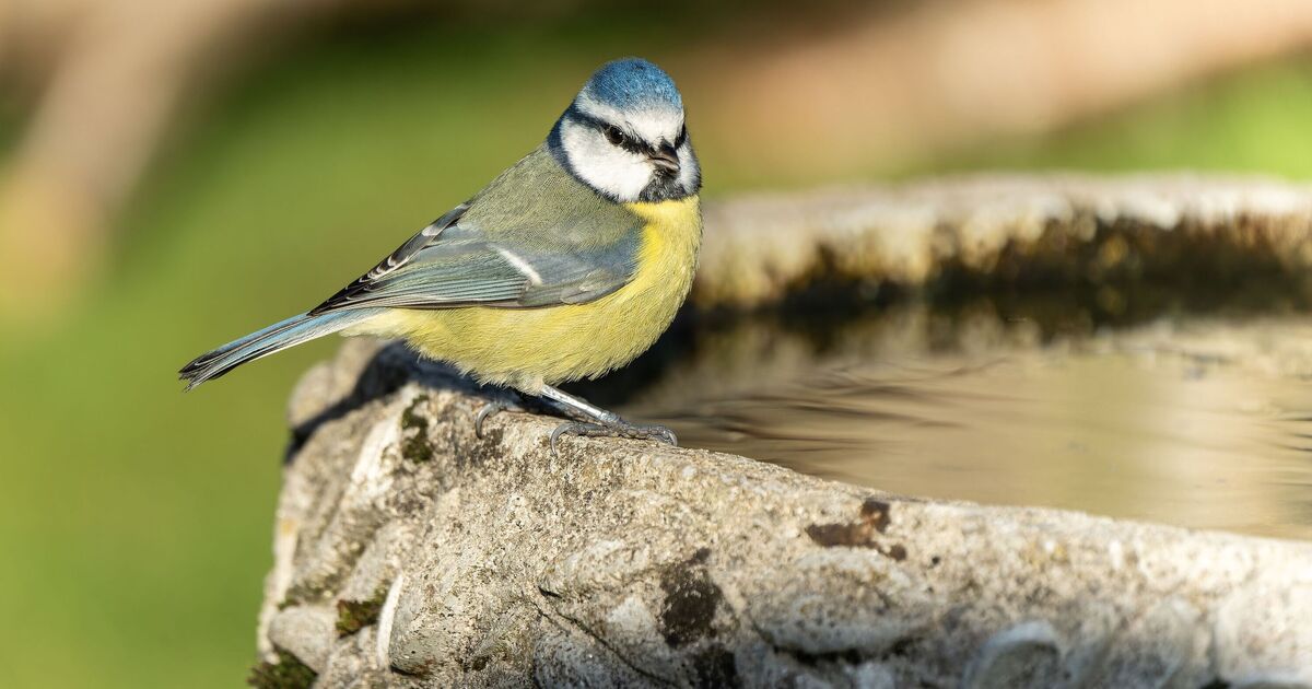 Attirez les chardonnerets et les mésanges bleues dans les bains d'oiseaux en obtenant les bons détails clés
