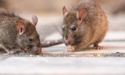 Les rats resteront loin des maisons grâce à un aliment de base naturel à 1 € qu&rsquo;ils détestent