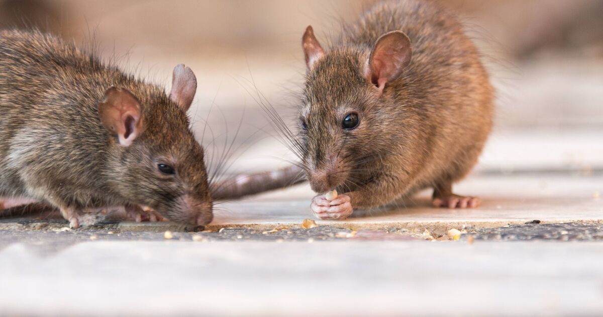 Les rats resteront loin des maisons grâce à un aliment de base naturel à 1 £ qu'ils détestent
