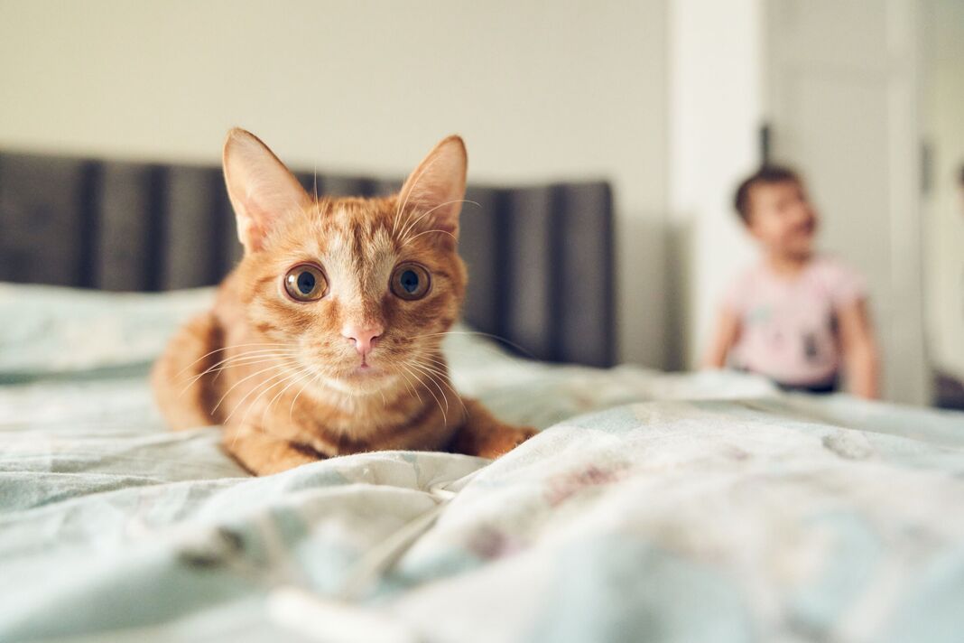 Curieux chat roux se prélassant sur le lit avec un enfant flou en arrière-plan dans une maison confortable Curieux chat roux se prélassant sur le lit avec un enfant flou en arrière-plan dans une maison confortable